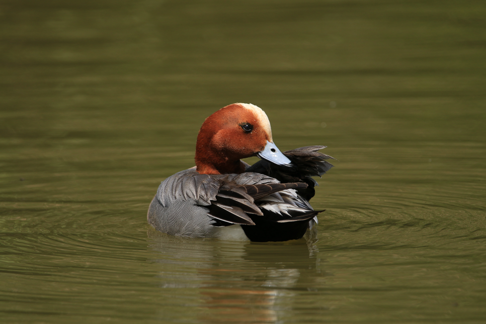 Recent Sightings 21st-27th August